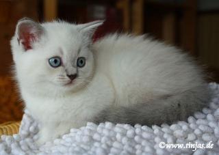 BKH Katzenbaby in blue golden tabby point