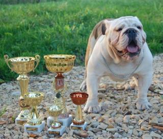 Englisch bulldog zum decken