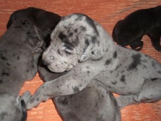 Deutsche Doggen Welpen suchen ab den 16. 01. 2021 ein neues Kuschelsofa