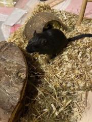 Rennmaus Pola sucht ein Zuhause