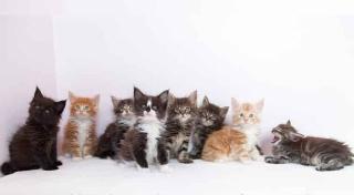 . Bezaubernde Maine Coon Kitten mit Stammbaum .
