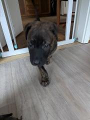 Holländischer Schäferhund x Malinois Welpen
