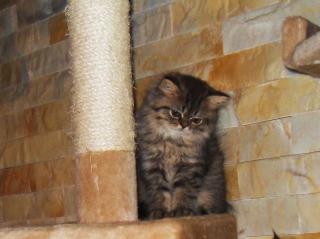 // Wunderschoene, kuschelige Golden Chinchilla Perserbabys suchen Sie //