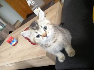 BKH Kitten suchen ein Zuhause