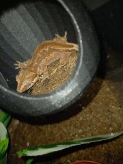 Höckerkopfgecko 0. 0. 1 mit Terrarium