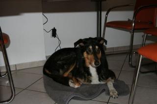 Schäfer/Colliehündin