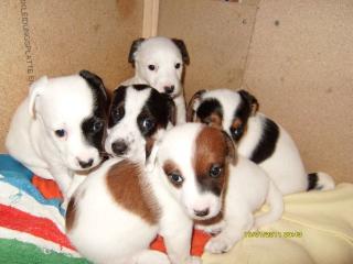 Jack russel terrier welpen