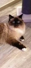 Heilige Birma Deckkater