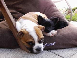 Englische Bulldogge Rüde 4 Monate