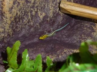 Blaue Palmentaggeckos suchen neues Zuhause