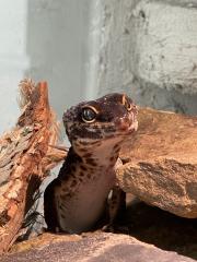Leopardgecko Black Night, w 4. 5 Jahre