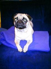Mops Mädchen 1, 5 Jahre