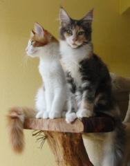 Wunderschöne Maine Coon Babys abzugeben