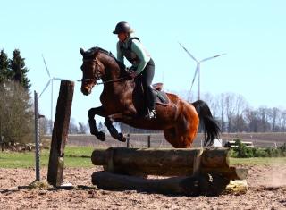 Sportliche Hanoveraner Stute sucht neues Zuhause