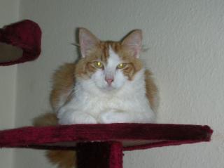 Main Coon Mix Katzen
