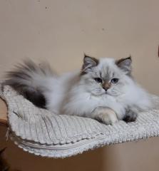 British langhaar, BLH Kitten, Kätzchen