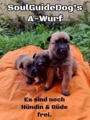 Malinois Welpen mit Ahnentafel