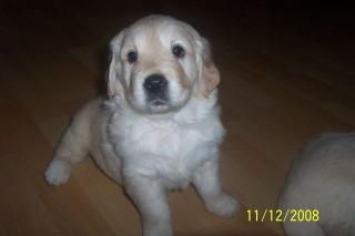 Süsse Golden Retriever Welpen