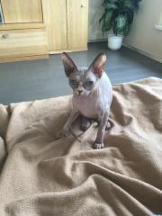 Sphinx Katze