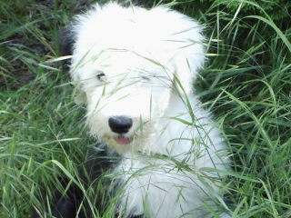 Reinrassige Bobtailwelpen