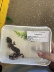 Leopardgecko