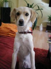 Lisa sucht dringend ein neues zuhause