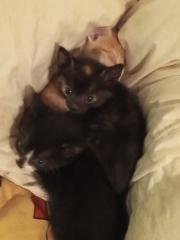 Kitten suchen ein neues zuhause
