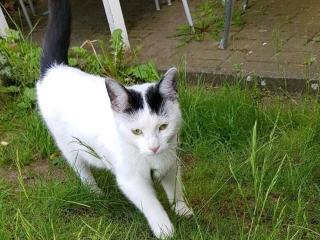 Vermisst/gesucht EKH Katze/Kätzin Mavis weiß/schwarz