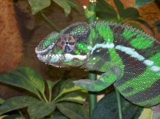 Verkaufe Pantherchamäleon 1. 0 Ambanja Blue Diamond