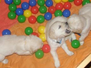 Super Süsse Golden Retriever Welpen