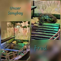 Fred, Florida-Schmuckchildkröte