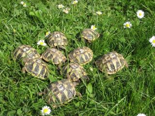 Griechische Landschildkröten Nachzucht 2021