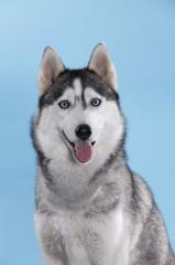 Reinrassige Siberian Husky Welpen aus FCI-Zucht, D-Wurfplanung für Herbst/Winte
