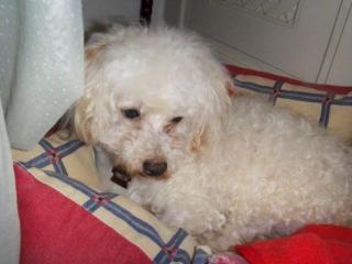 Willy- der kline blinde Bichon Fris Rüde wurde als Versuchstier in einer Tierk