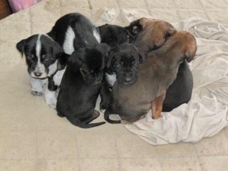 Super süße Deutsch-Kurzhaar/Schäferhund-Mischlinge