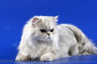 Katze decken