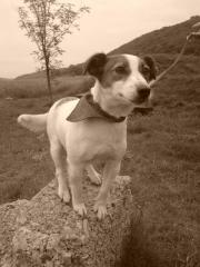 Jack Russell Welpen