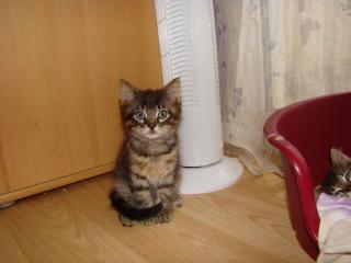 2 kleine Coonie-Mixe suchen neues Kuschelheim
