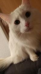 Katze Main coon