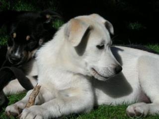 Husky Mischlinge suchen noch