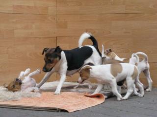 Süße Jack Russell Welpen suchen liebevolles Zuhause