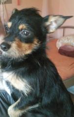 Zuckersüßer Chihuahua Bolonka Mix sucht liebevolles Zuhause, für die Ewigkeit.