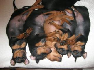 10 SÜSSE ZWERGPINSCHER WELPEN ABZUGEBEN