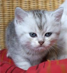 BKH-Bube in silver-tabby
