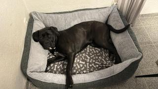 Cane Corso Hündin