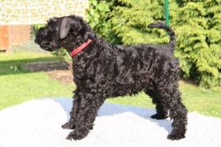 Kerry Blue Terrier Welpen - NICHT Haarend-
