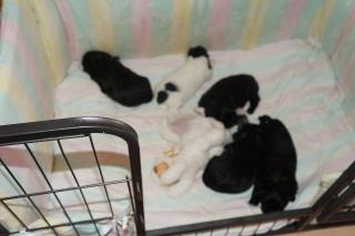 Shih Tzu / Malteserwelpen zu reservieren
