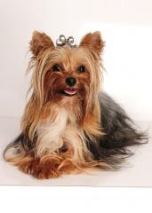 Yorkshire Terrier black tan mini Deckrüde