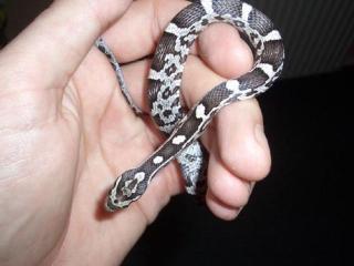 0. 0. 3 Kornnatter Pantherophis guttatus Anerythristic