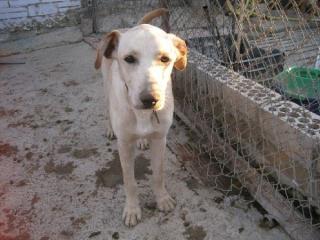 Hundekind sucht nette Familie